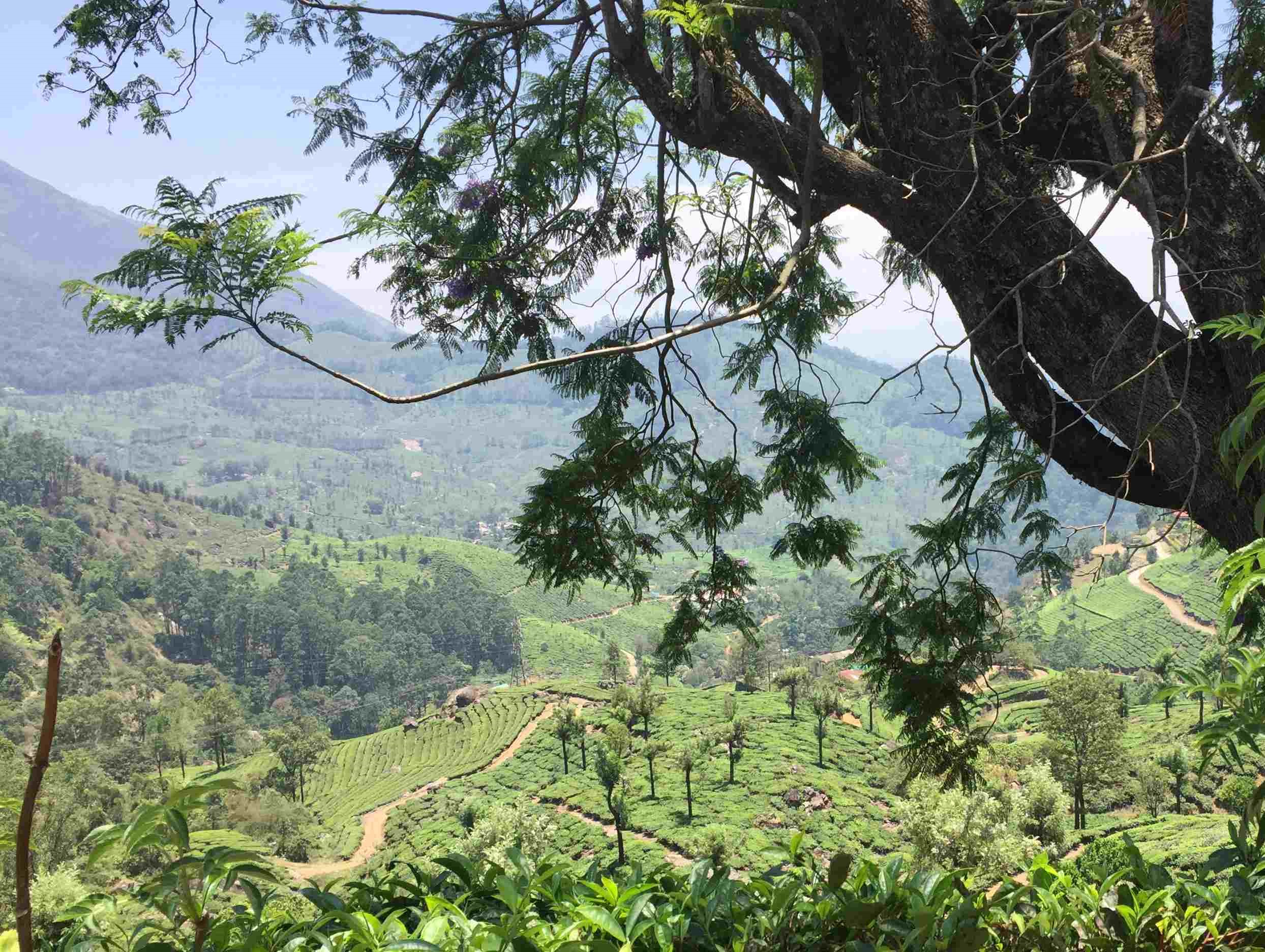 Places To Visit and Things to Do In Munnar