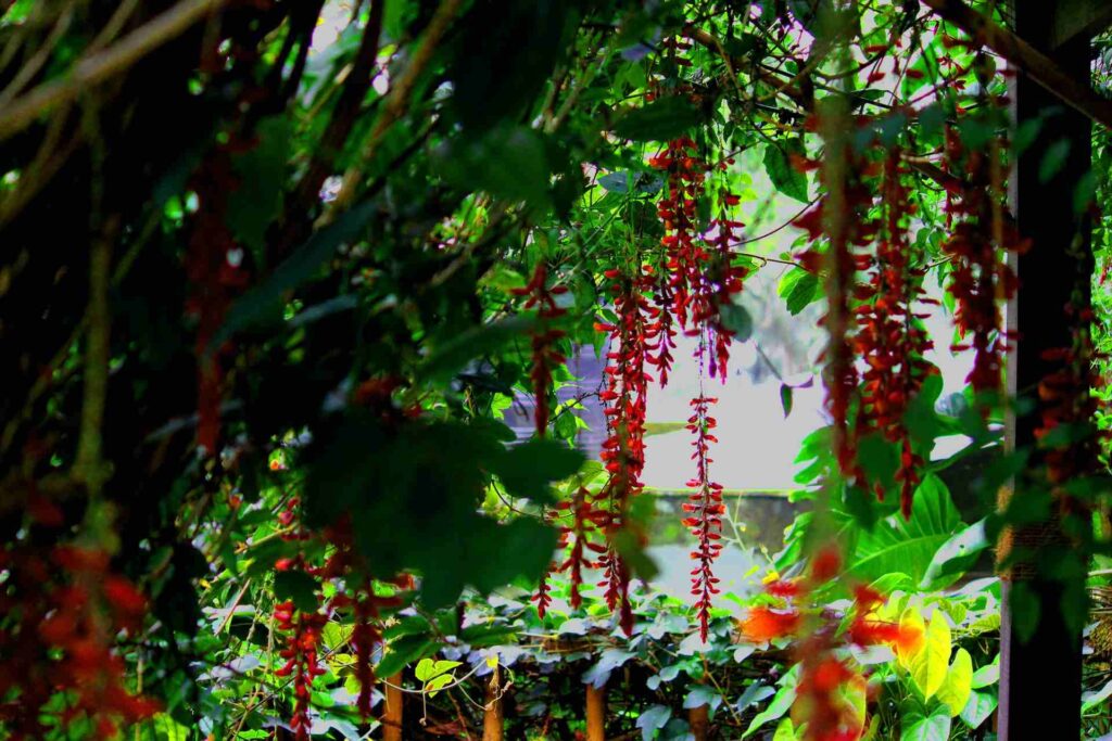 Blossom Hydel Park