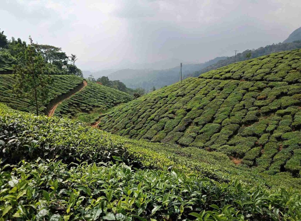 Kolukkumalai Tea Estate