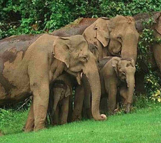 Chimmini Wildlife Sanctuary