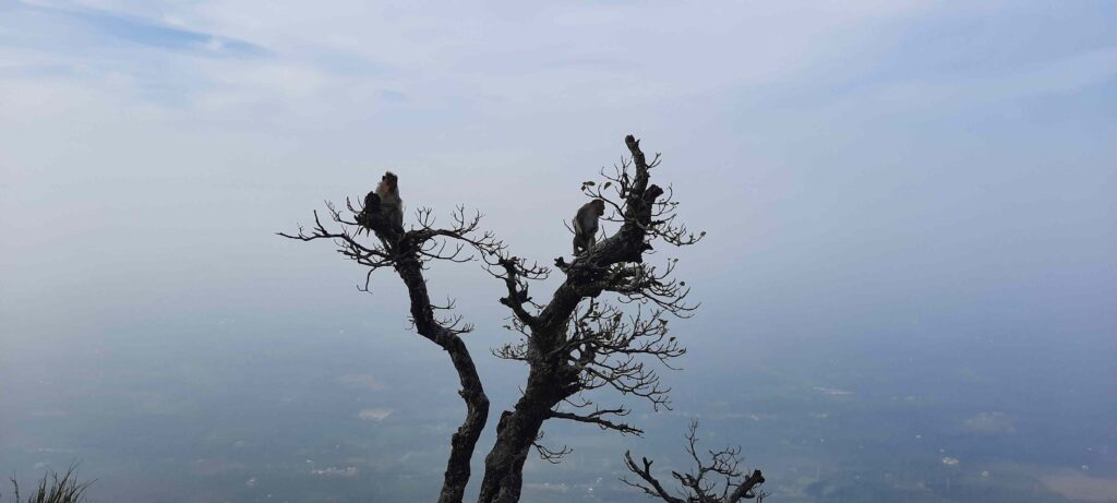 Seethargundu Viewpoint Nelliyampathy