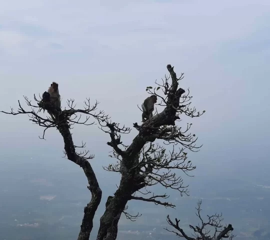 Seethargundu Viewpoint Nelliyampathy