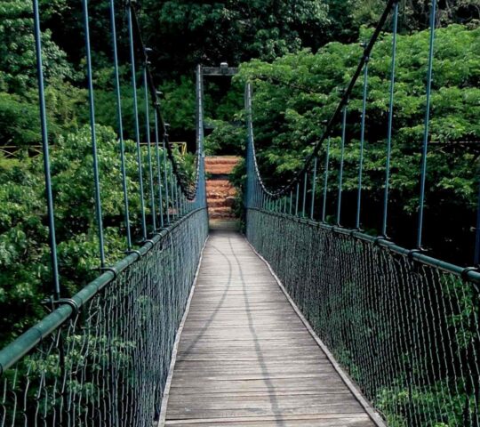 Thenmala Hanging Bridge