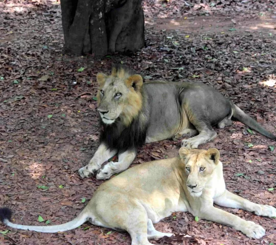 Thiruvananthapuram Zoo