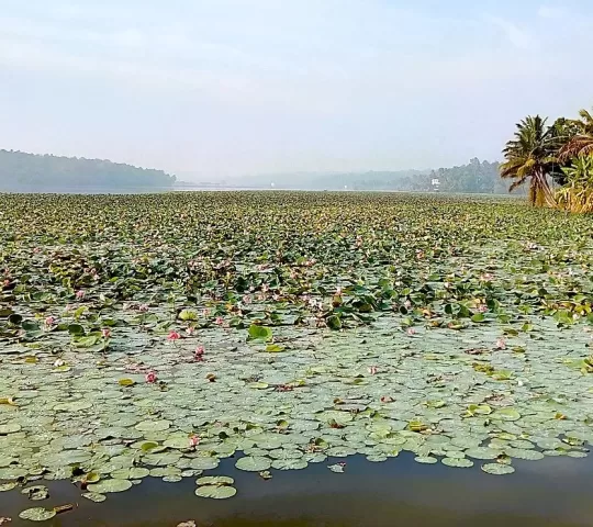 Vellayani Lake