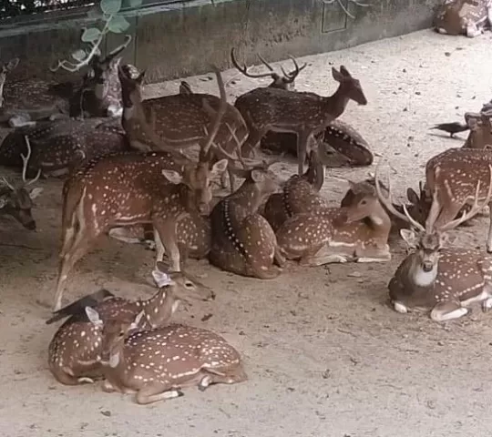 Deer Park Thenmala