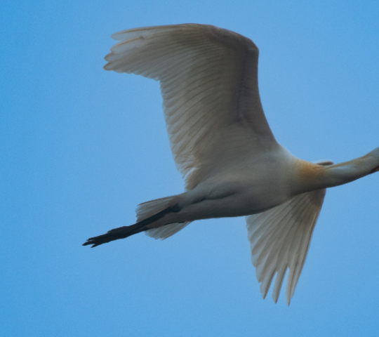 Kumarakom Bird Sanctuary