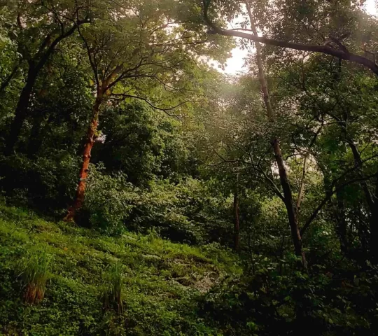 Vellamthetti View Point