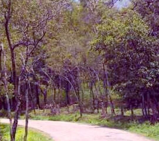 Marayoor Sandalwood Forest