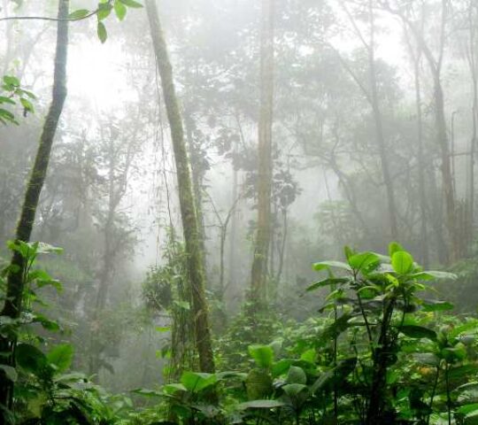 Mathikettan Shola National Park