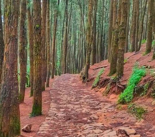 Vagamon Pine Forest