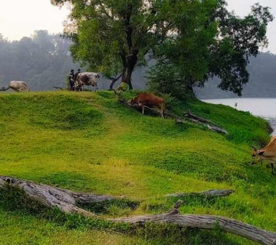 Kariyathumpara