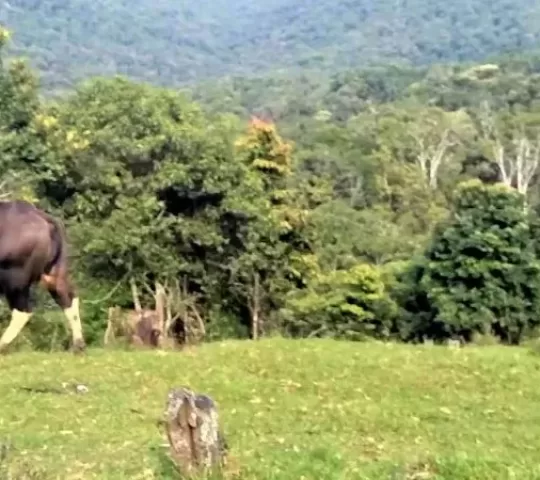 Pampadum Shola National Park