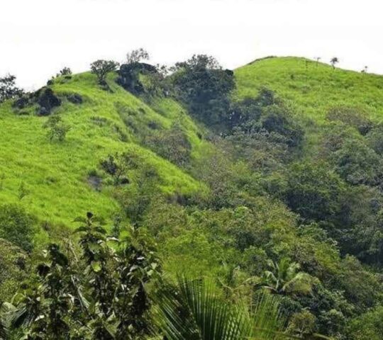 Theruvamala (Chathamangalam Hills)