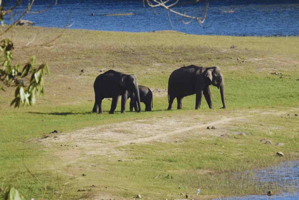 Exploring the Natural Wonders of Mankulam in Idukki