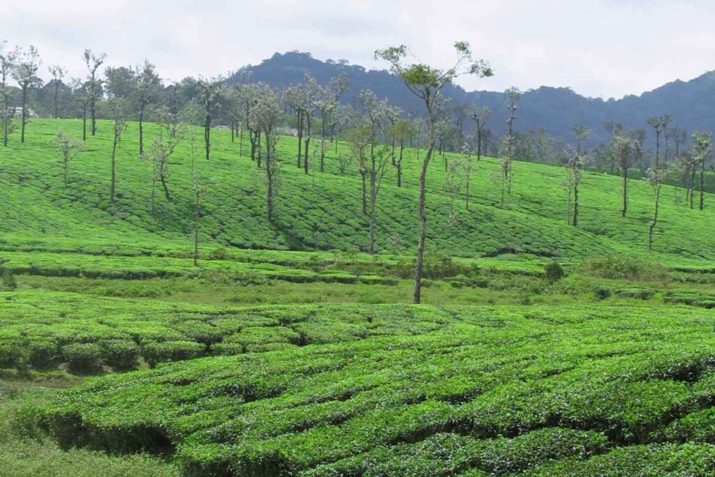 Nelliyampathy Trekking: Nature’s Abode and Serene Trails